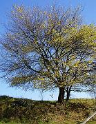 Halloween_2005_005